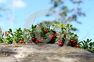 Cowberry