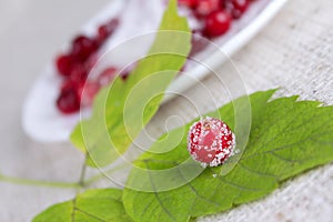 Cowberry berry sprinkled with sugar