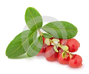 Cowberry branch isolated on a white