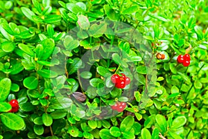 cowberry bush with ripe berries