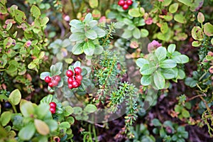 Cowberry, bushes and berries in the forest