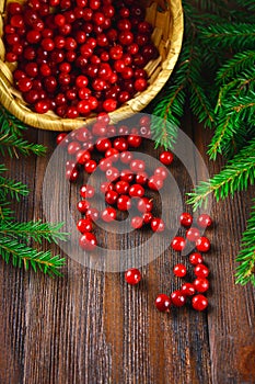 Cowberry, foxberry, cranberry, lingonberry sips from the basket on a brown wooden table. Surrounded by fir branches.