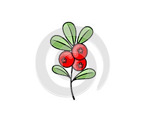 Cowberry, lingonberry, cranberry and foxberry, berries, vector design and illustration. Food and meal, nature, agriculture and far