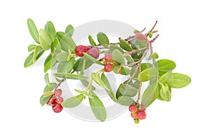 Cowberry Lingonberry (Vaccinium vitis-idaea) isolated on white b