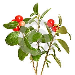 Cowberry (Vaccinium vitis idaea) plant on white background