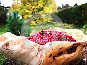 Cowberry vitamins from forest