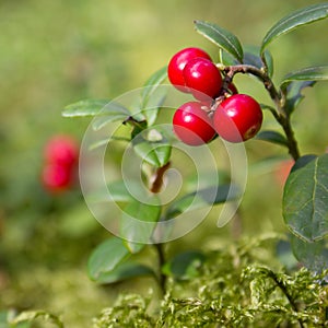 Cowberry in wood