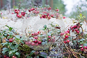 Cowberryes growing in woods.