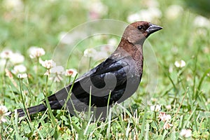 Cowbird