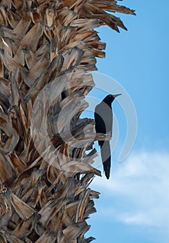 Cowbird on a Palm Tree