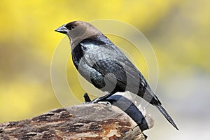 Cowbird On A Perch