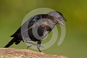 Cowbird Showing Aggression