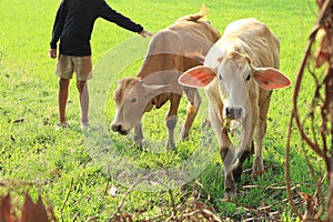 Cowbow and baby cow is eating grass in field