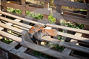 Cowboy boots on a ranch. Wood pallets. Farm