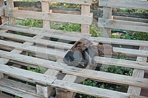 Cowboy boots on a ranch. Wood pallets. Farm