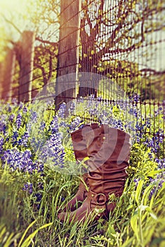 Cowboy boots in Texas bluebonnets