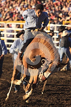 Cowboy on Bronc