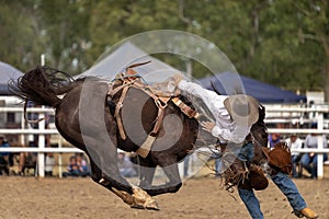 Cowboy Bucked Off Wild Horse