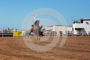 Cowboy Bull riding At Country Rodeo