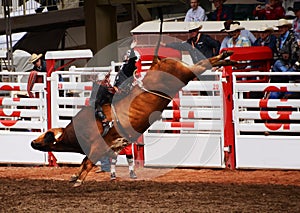 Cowboy Bullriding at the Rodeo