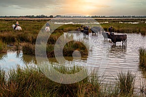 Landscape with bulls and guardians in Camargue photo