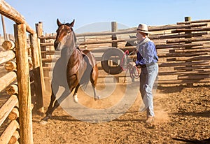 Cowboy Catching Horse in the Corral