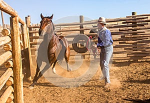 Cowboy Catching Horse in the Corral photo
