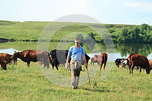 Cowboy with cows