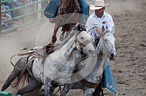 Cowboy with dappled gray horses at rodeo