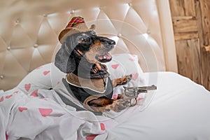 Cowboy dog in hat with gun in his paw is defending in shelter of bed War games