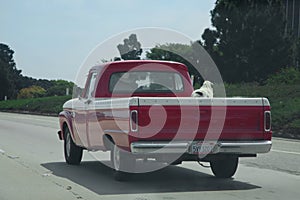 Cowboy drives red pickup truck