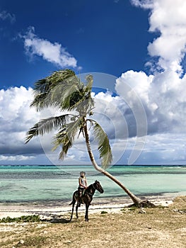 Cowboy girl on a horse under a palm tree.