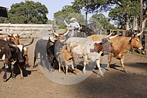 Cowboy Herding Cattle