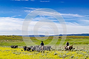 Cowboy herding cattle