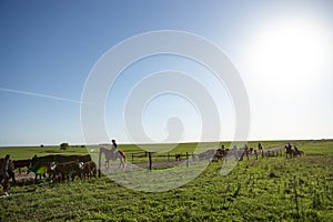 Cowboy herding a herd of black beef cattle