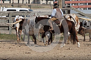 A cowboy herding some long horn steers at the Fort Worth Stockyards.