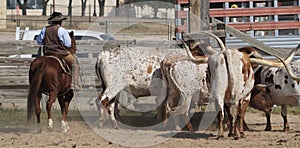 A cowboy herding some long horn steers at the Fort Worth Stockyards. photo