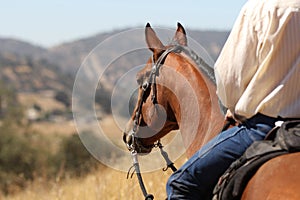 Cowboy on a horse.
