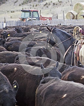 Cowboy horse cows roundup branding herd herding