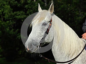 Cowboy horse portrait, stallion with western bridle.