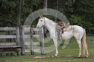 Cowboy horse ready for work