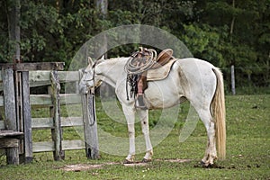 Cowboy horse ready for work