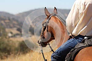 Cowboy on a horse. photo