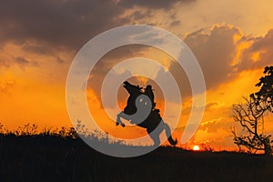 A cowboy on a horse springing up and a riding horse silhouetted against the sunset