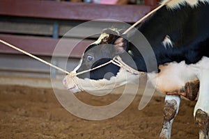 Cowboy lassoing cow