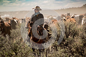Cowboy leading horse herd through dust and sage brush during roundup