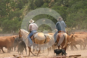 Cowboy Life photo