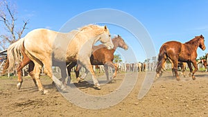 Cowboy Lifestyle latinamerica