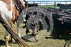 Cowboy misses a calf with his lariat and lasso