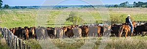 Cowboy moving cattle to new pasture on the ranch